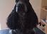 Cocker spaniel Diana - himmelhund - Diana nov 2014