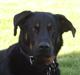 Beauceron Woodt Light  Arkas