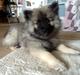 Keeshond Karma