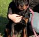 Rottweiler Haiki's Dusk to Dawn