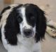 Engelsk springer spaniel Sitto
