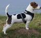 Jack russell terrier Panda