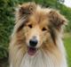 Collie langhåret Hollie