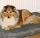 Shetland sheepdog Trold