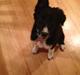 Border collie Dot