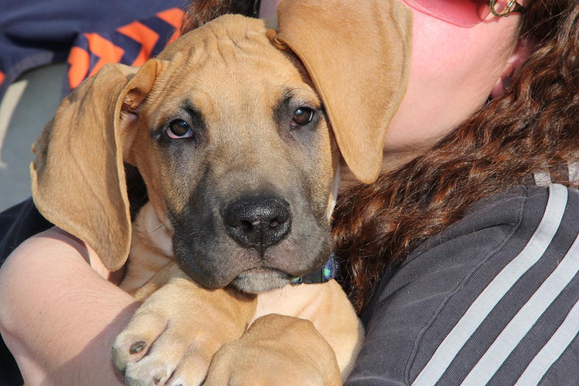 Blanding af racer CHAROS - Feder den. billede 13