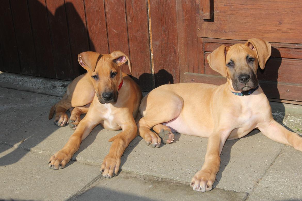 Blanding af racer CHAROS - Søster Kelly og mig.. billede 14