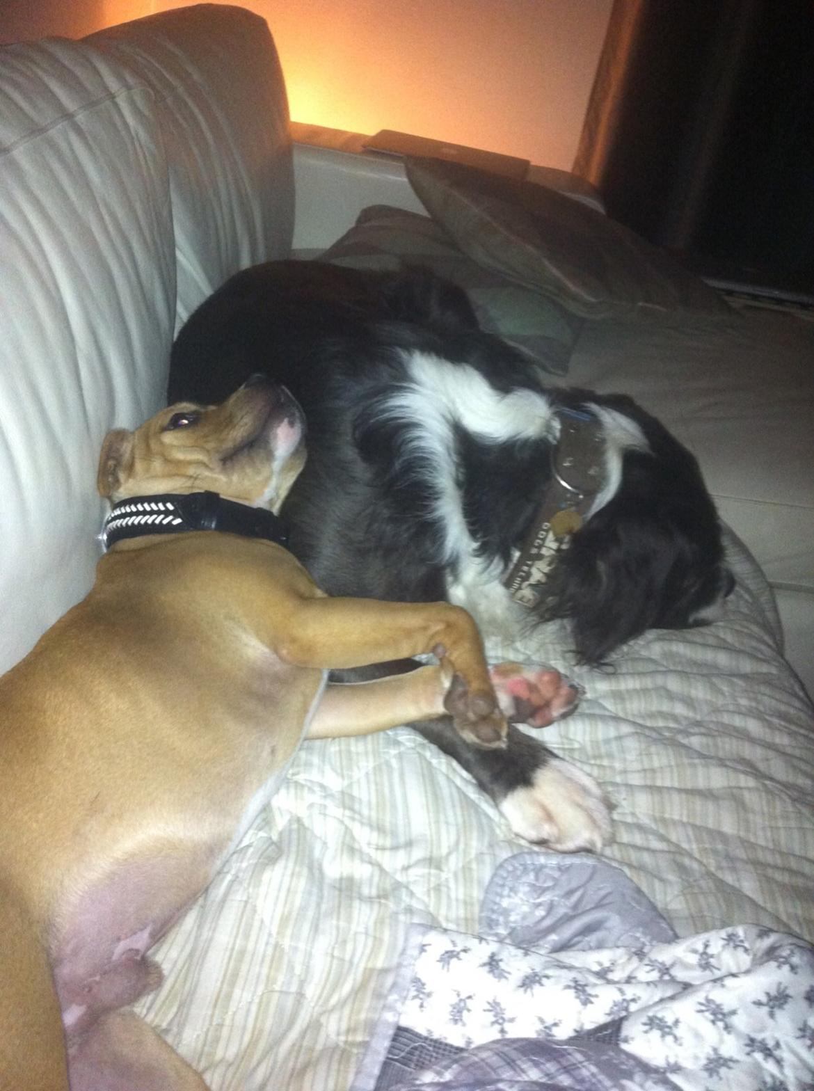 Staffordshire bull terrier Uso billede 8