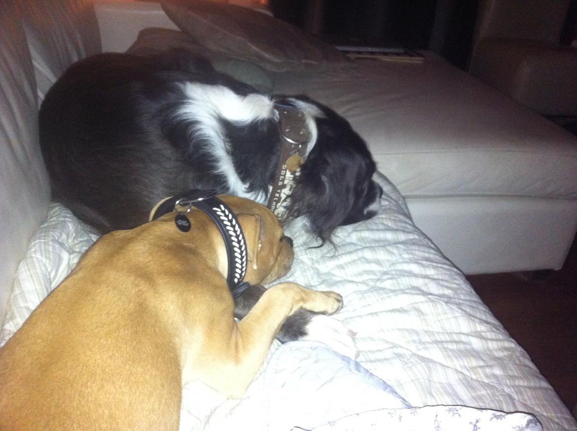 Staffordshire bull terrier Uso billede 9