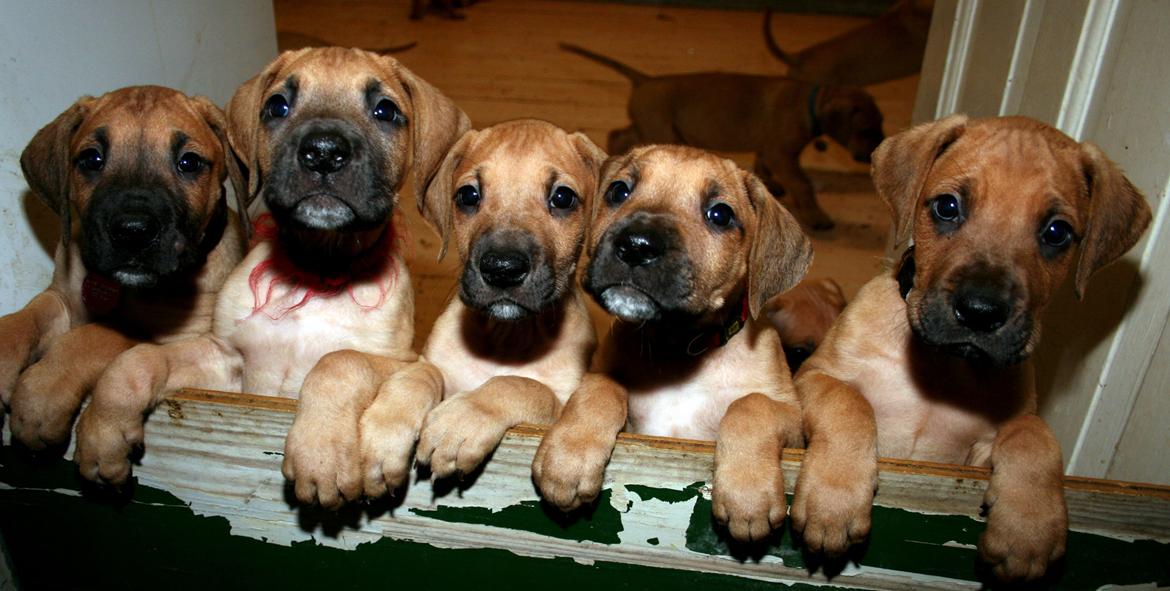 Blanding af racer CHAROS - Frida, mig, Enya, Nanna og Baloo. billede 15