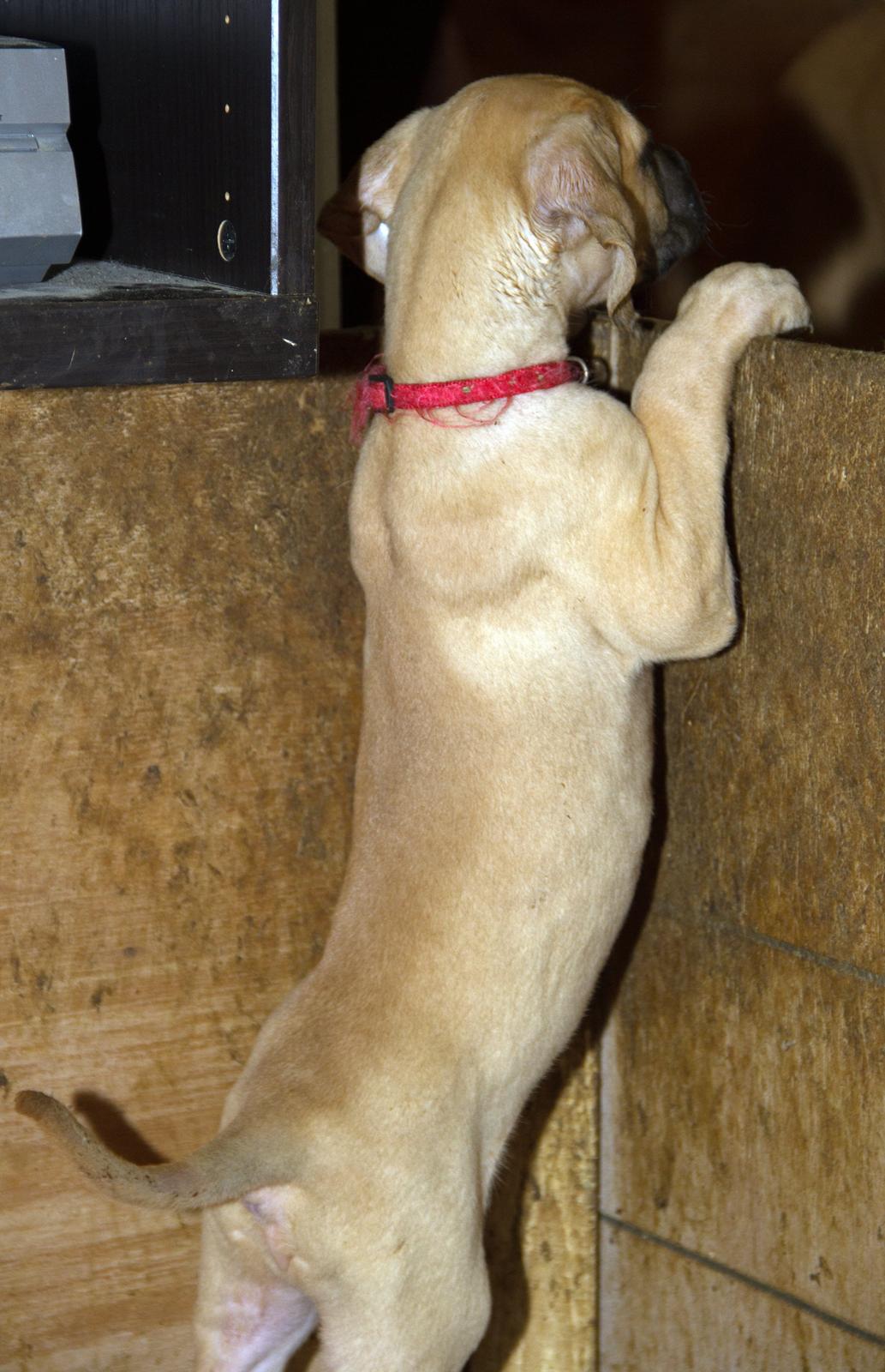 Blanding af racer CHAROS - Hvor er du henne mor. billede 16