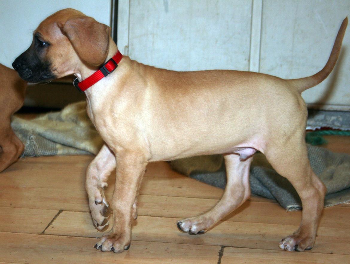 Blanding af racer CHAROS - Det lækre hug. billede 17