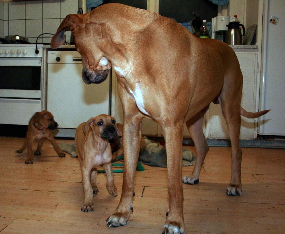 Blanding af racer CHAROS - Hygger med far. billede 18