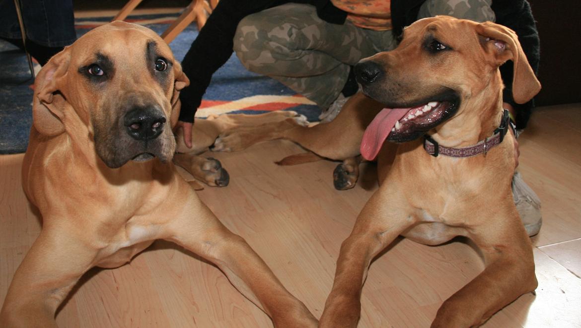 Blanding af racer CHAROS - Mig og Nanna. billede 19