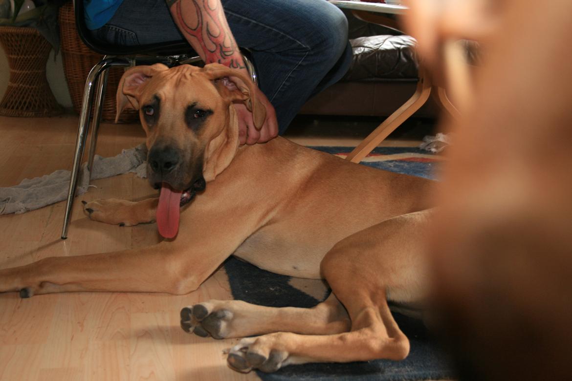 Blanding af racer CHAROS - Gab. billede 20