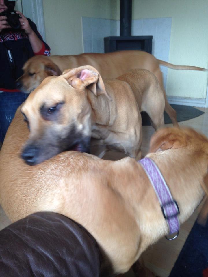 Blanding af racer CHAROS - Velkommen hjem søs. billede 21