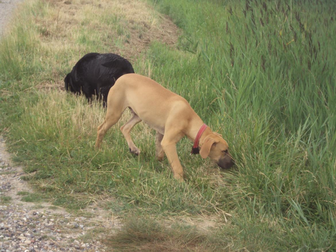 Blanding af racer CHAROS - På tur med Chang,. billede 22