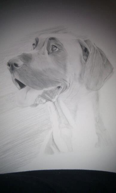 Grand danois Liva billede 13