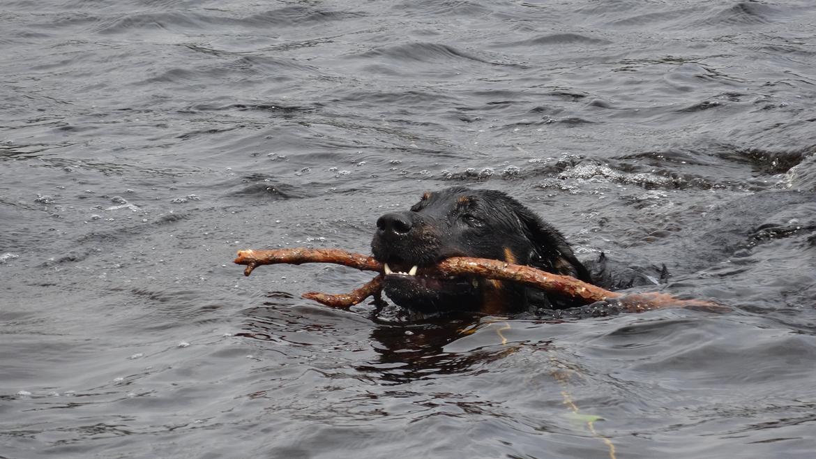 Beauceron Woodt Light  Arkas billede 6