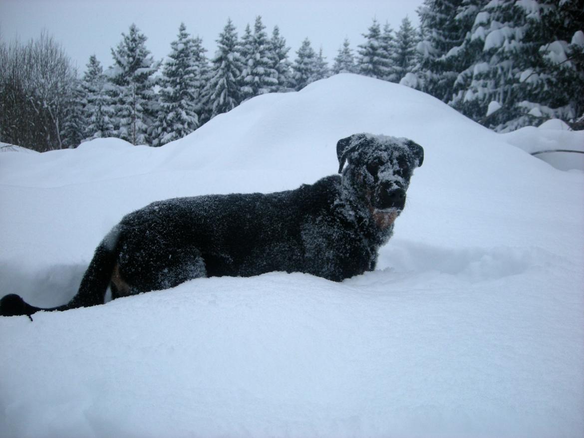 Beauceron Woodt Light  Arkas billede 3