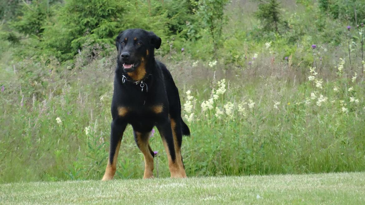 Beauceron Woodt Light  Arkas billede 2