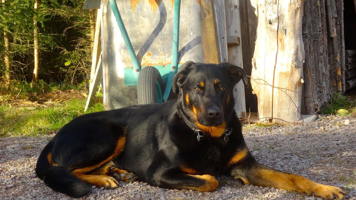 Beauceron Woodt Light  Arkas billede 7