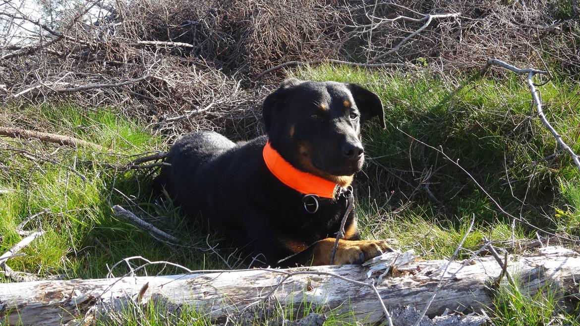 Beauceron Woodt Light  Arkas billede 12