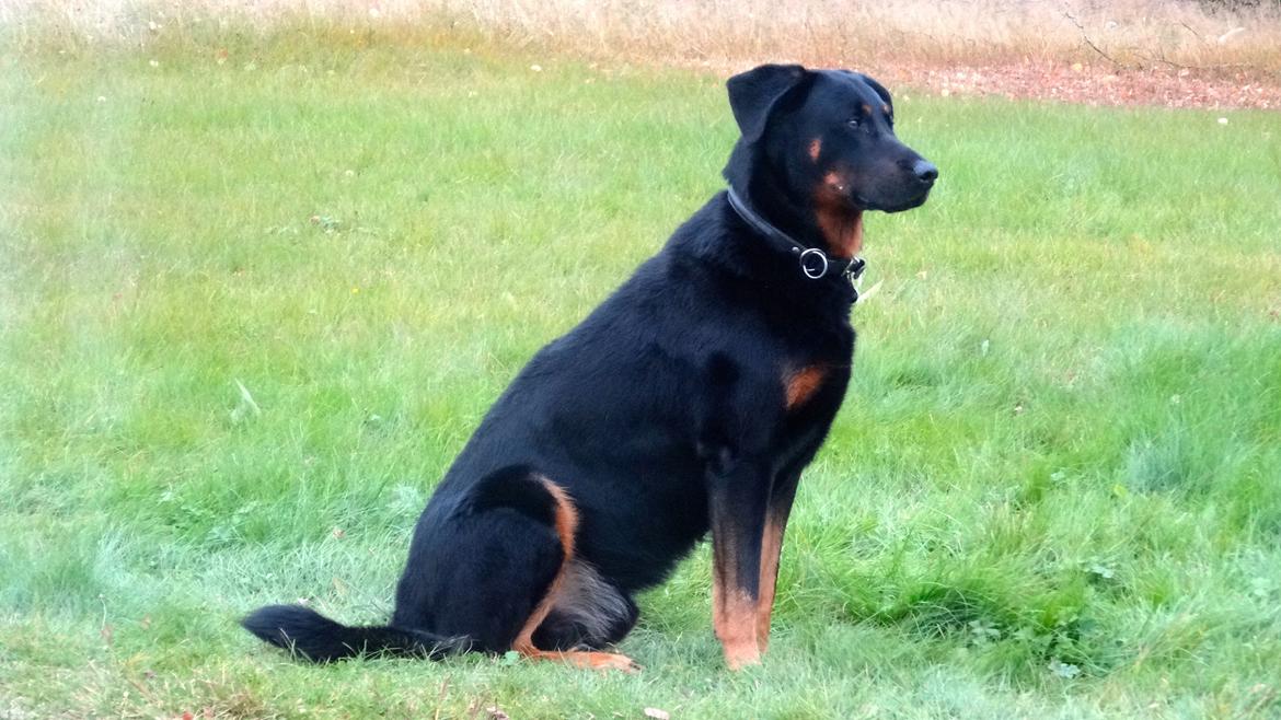 Beauceron Woodt Light  Arkas billede 13