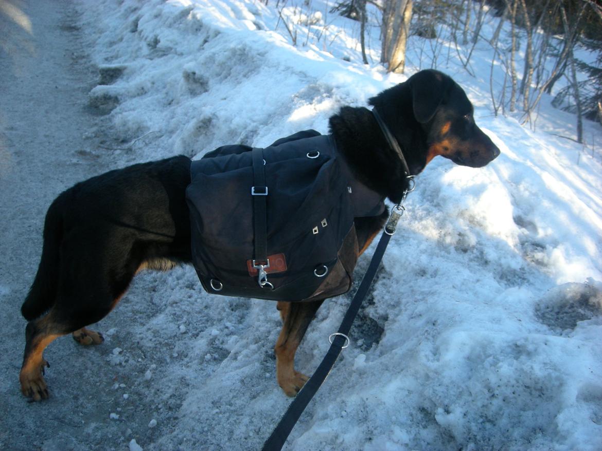 Beauceron Woodt Light  Arkas billede 4