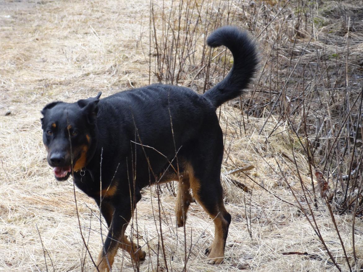 Beauceron Woodt Light  Arkas billede 8
