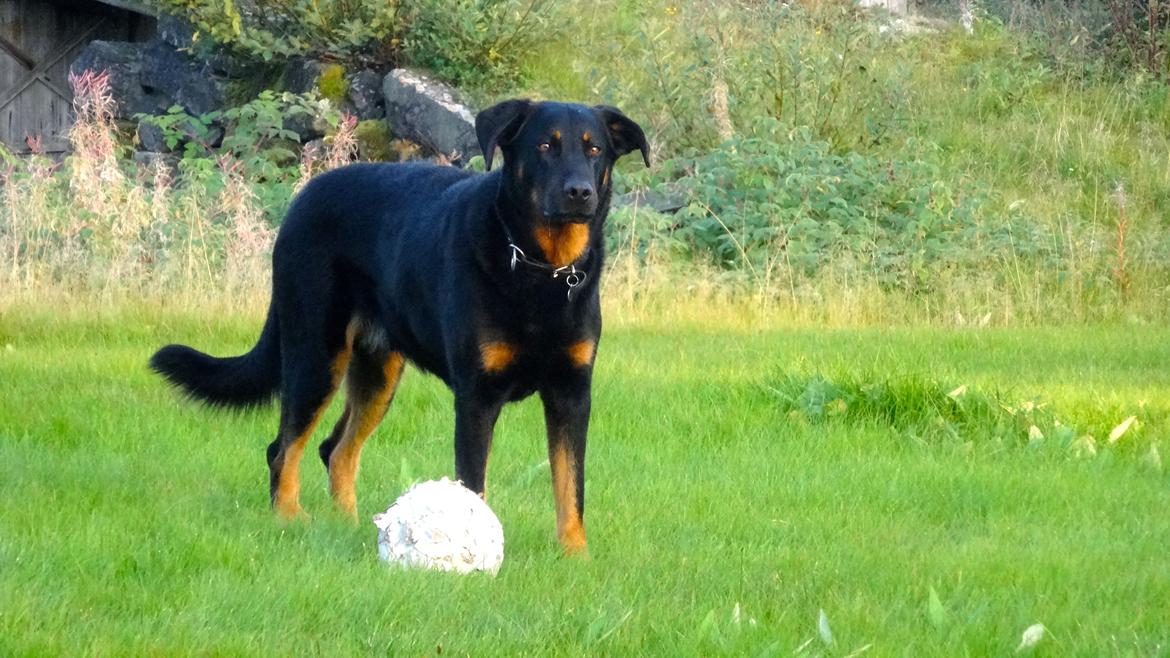 Beauceron Woodt Light  Arkas billede 10
