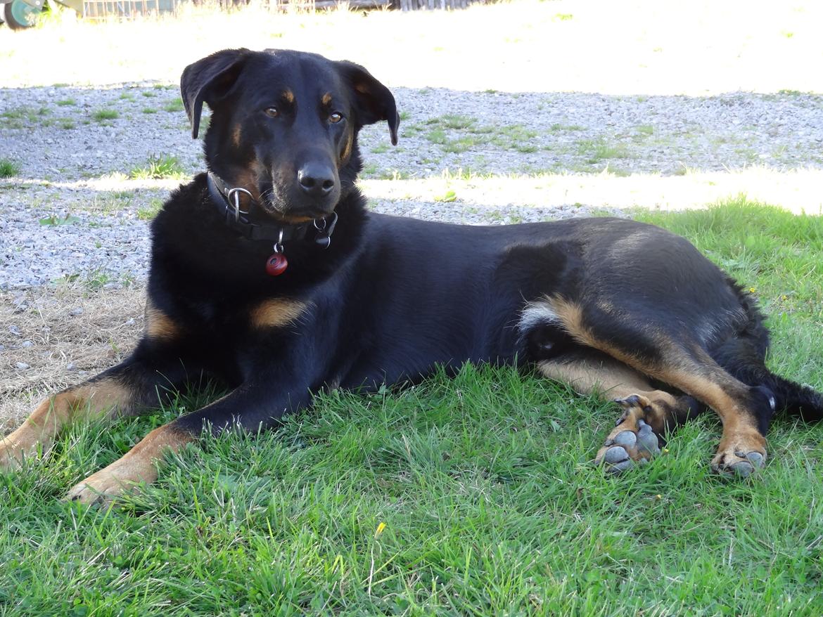 Beauceron Woodt Light  Arkas billede 15