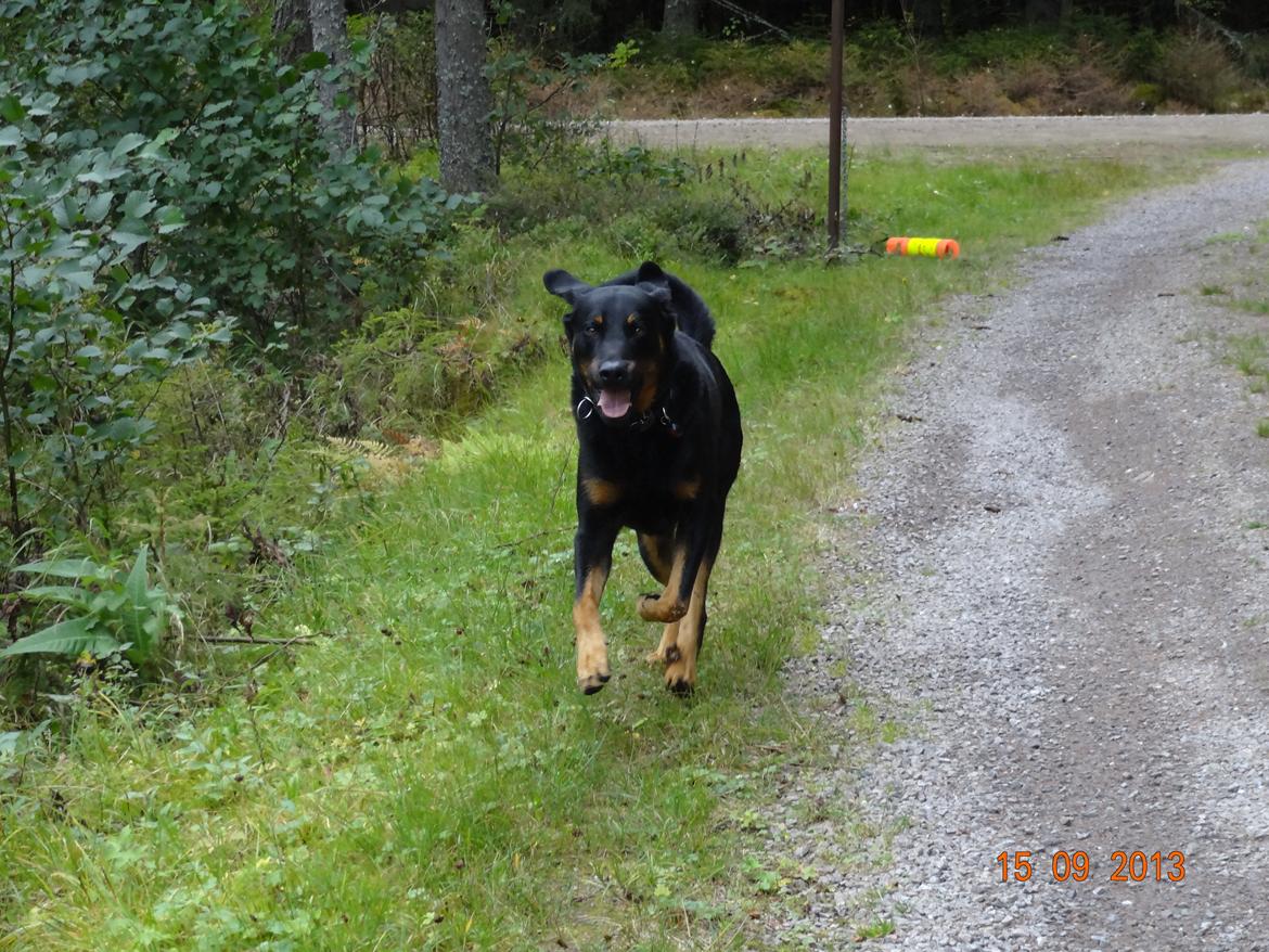 Beauceron Woodt Light  Arkas billede 16