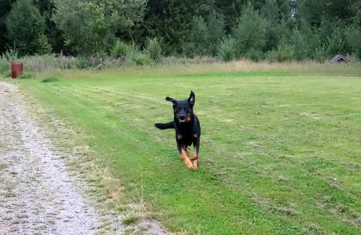 Beauceron Woodt Light  Arkas billede 9