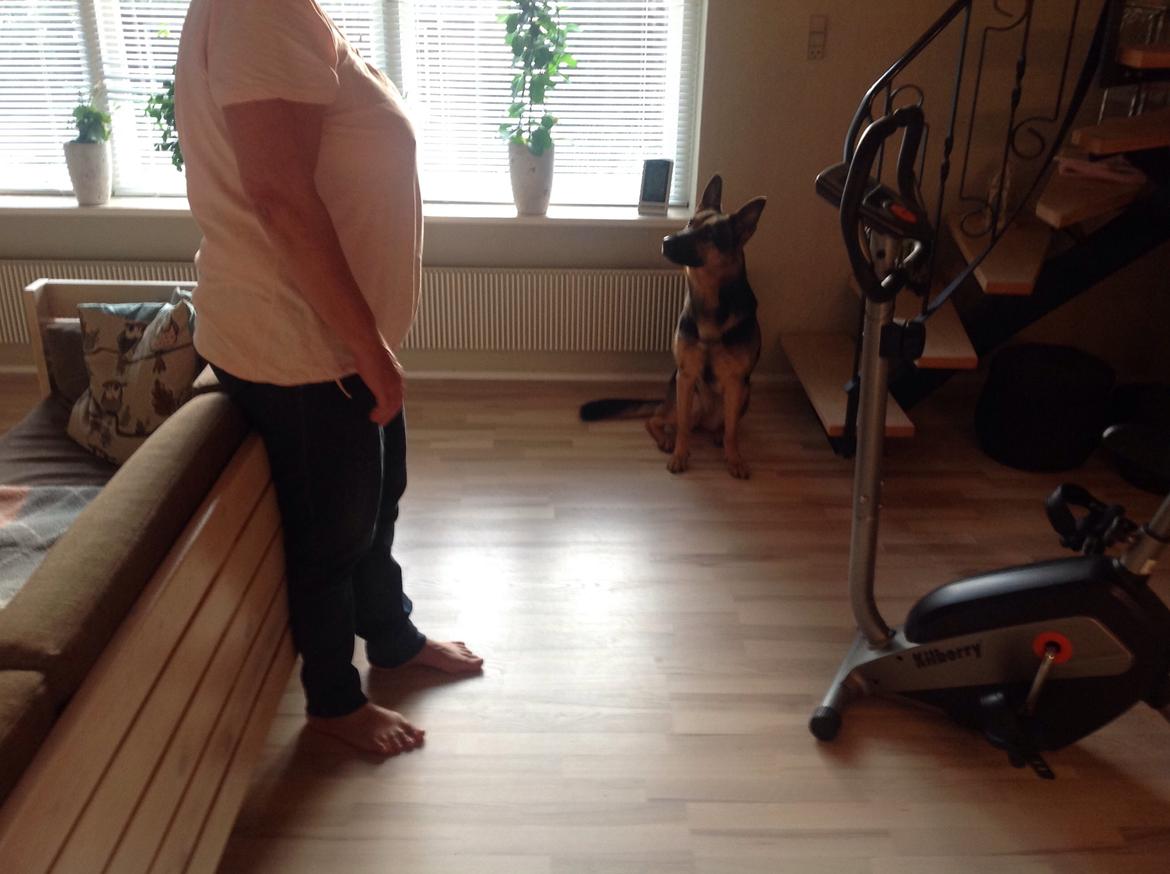 Schæferhund Ida madsen billede 2