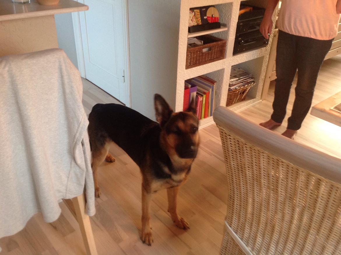 Schæferhund Ida madsen billede 3