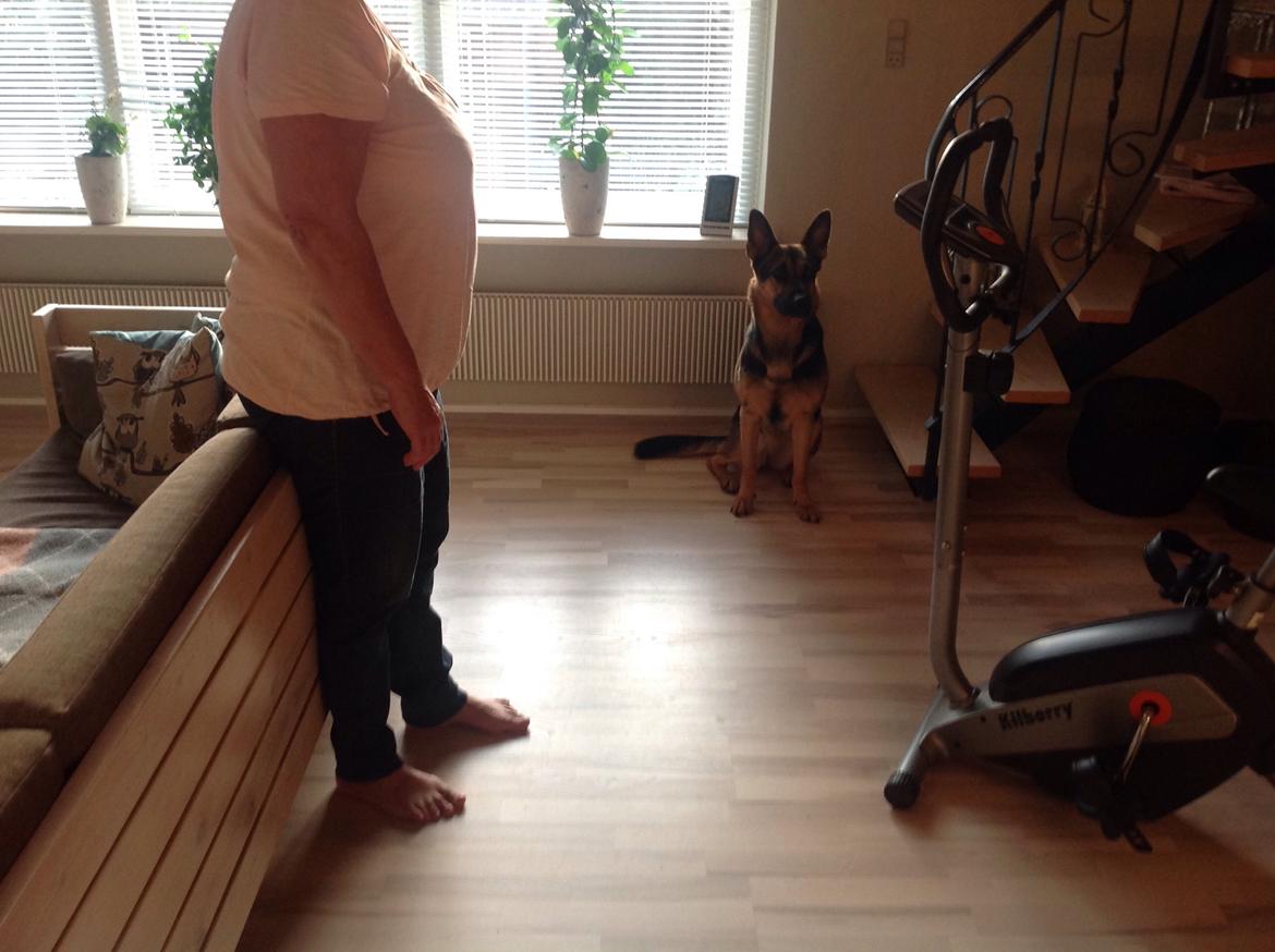 Schæferhund Ida madsen billede 4