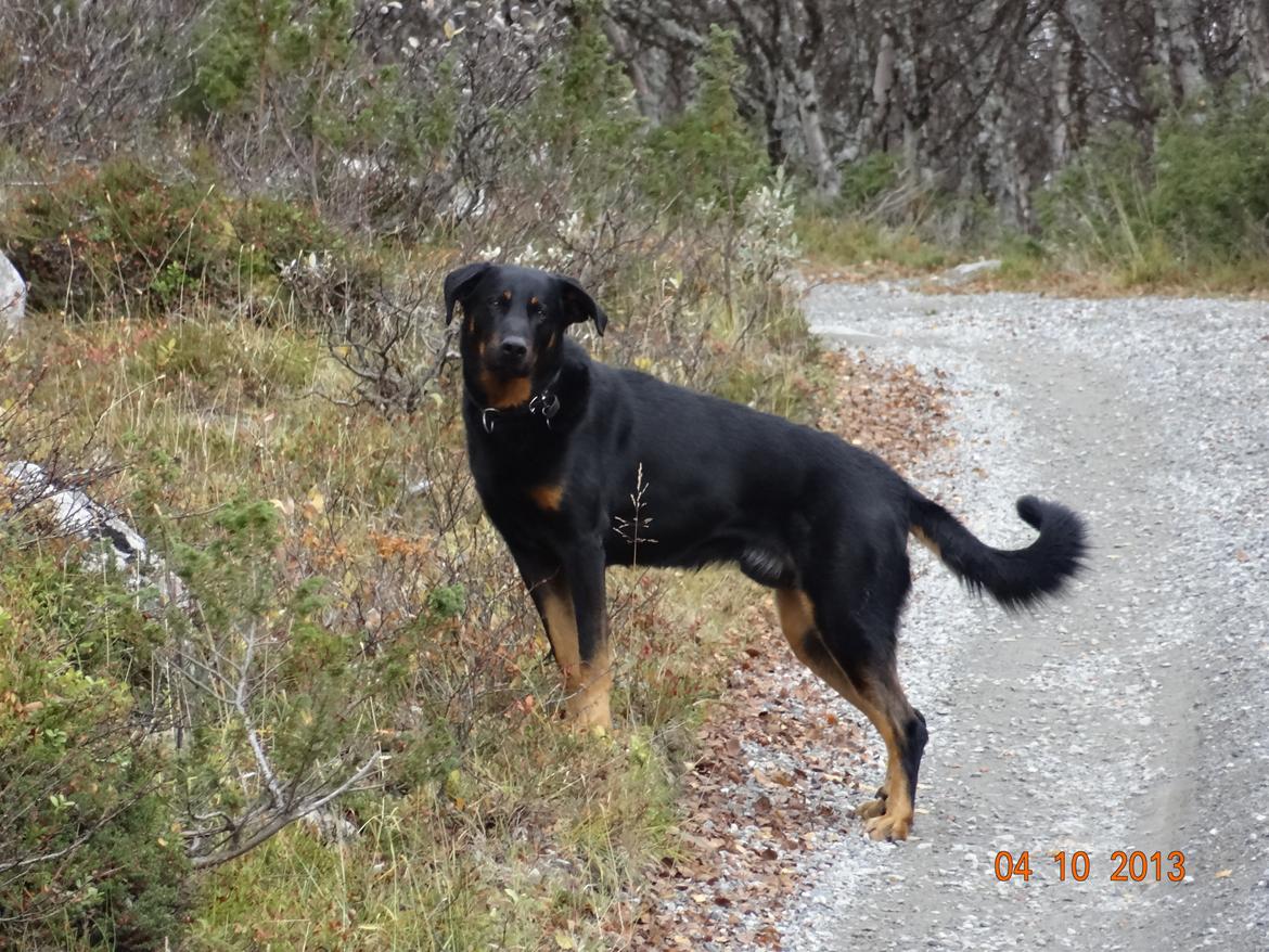 Beauceron Woodt Light  Arkas billede 17