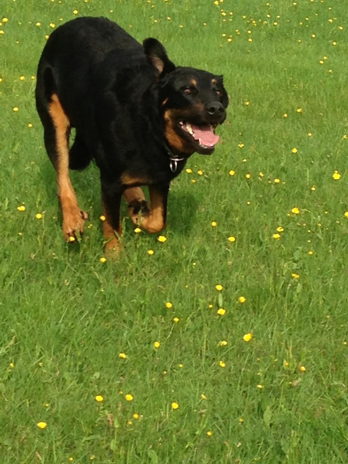 Beauceron Woodt Light  Arkas billede 11
