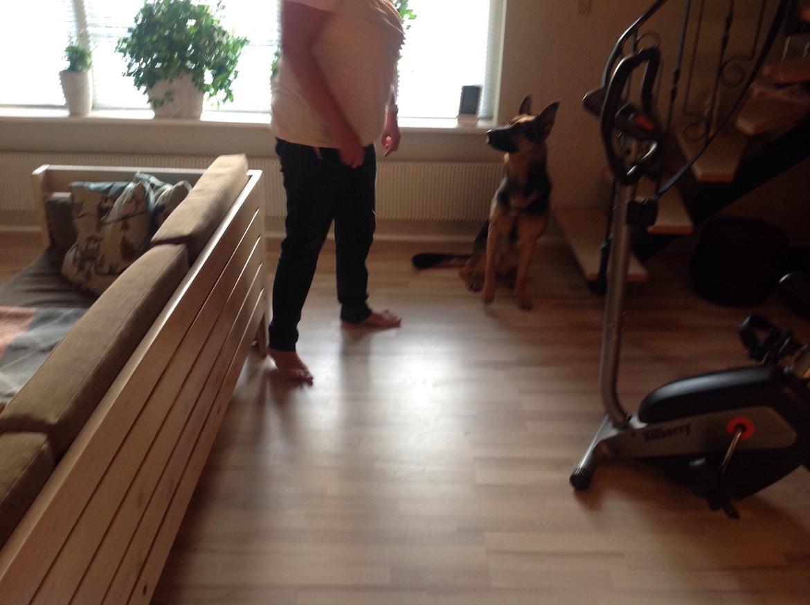 Schæferhund Ida madsen billede 5