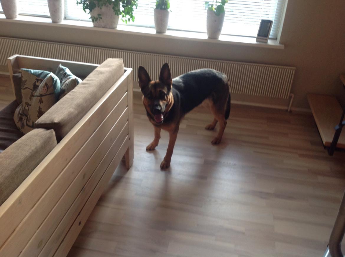 Schæferhund Ida madsen billede 9