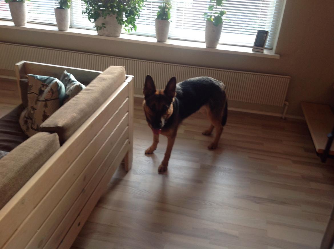 Schæferhund Ida madsen billede 10