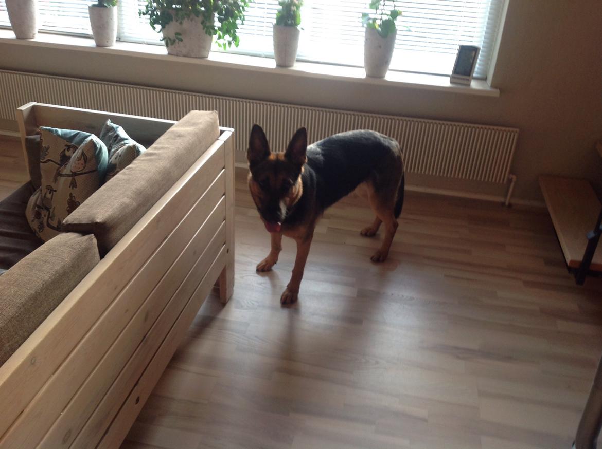 Schæferhund Ida madsen billede 11