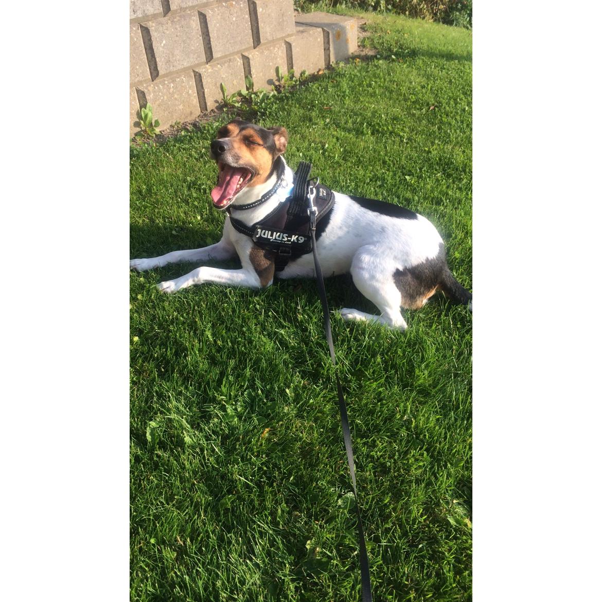 Dansk svensk gaardhund Brownie billede 5