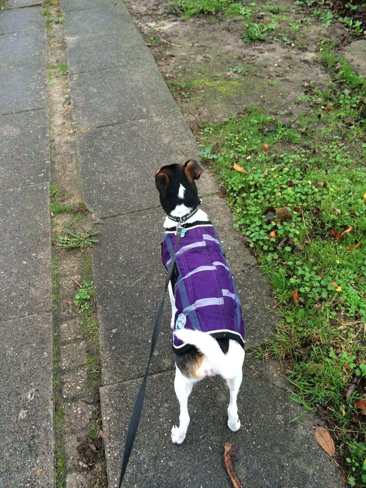 Dansk svensk gaardhund Brownie billede 6