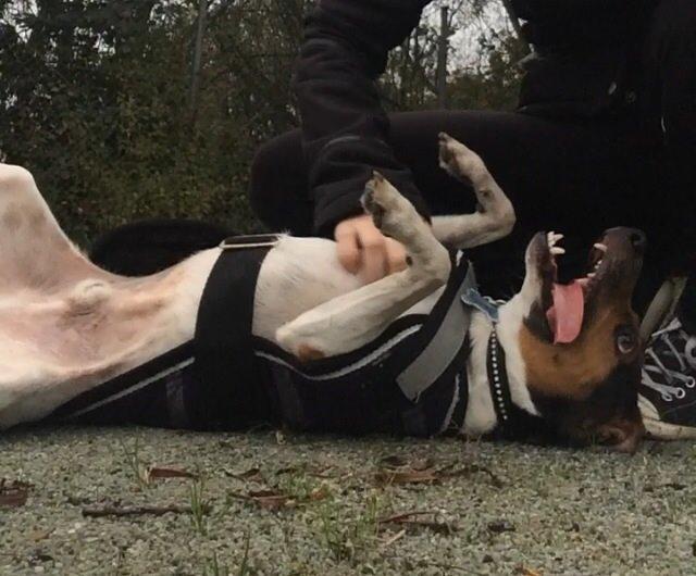 Dansk svensk gaardhund Brownie billede 7