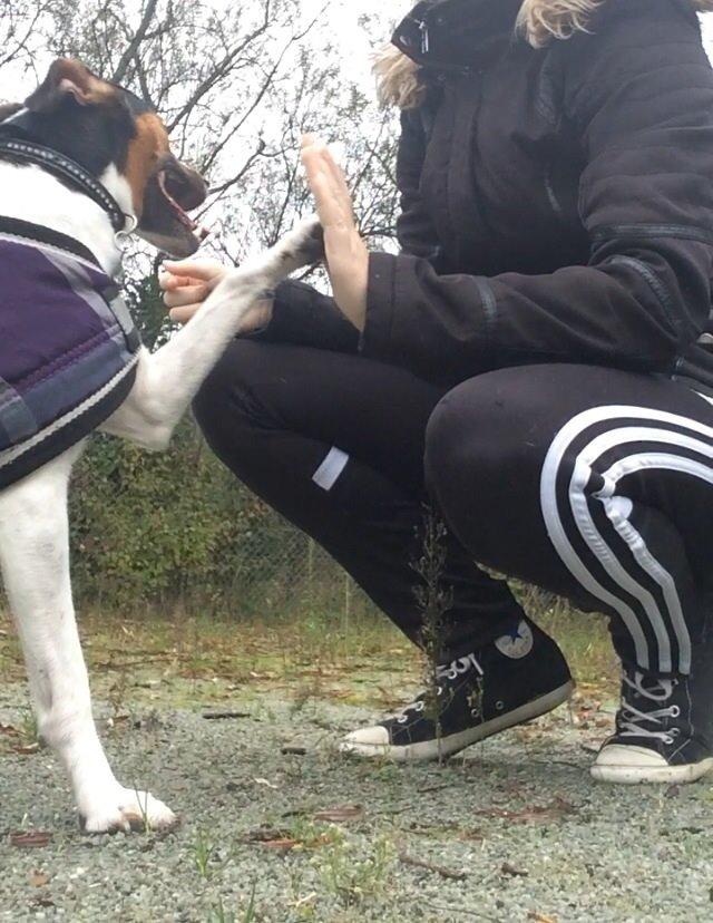 Dansk svensk gaardhund Brownie billede 8