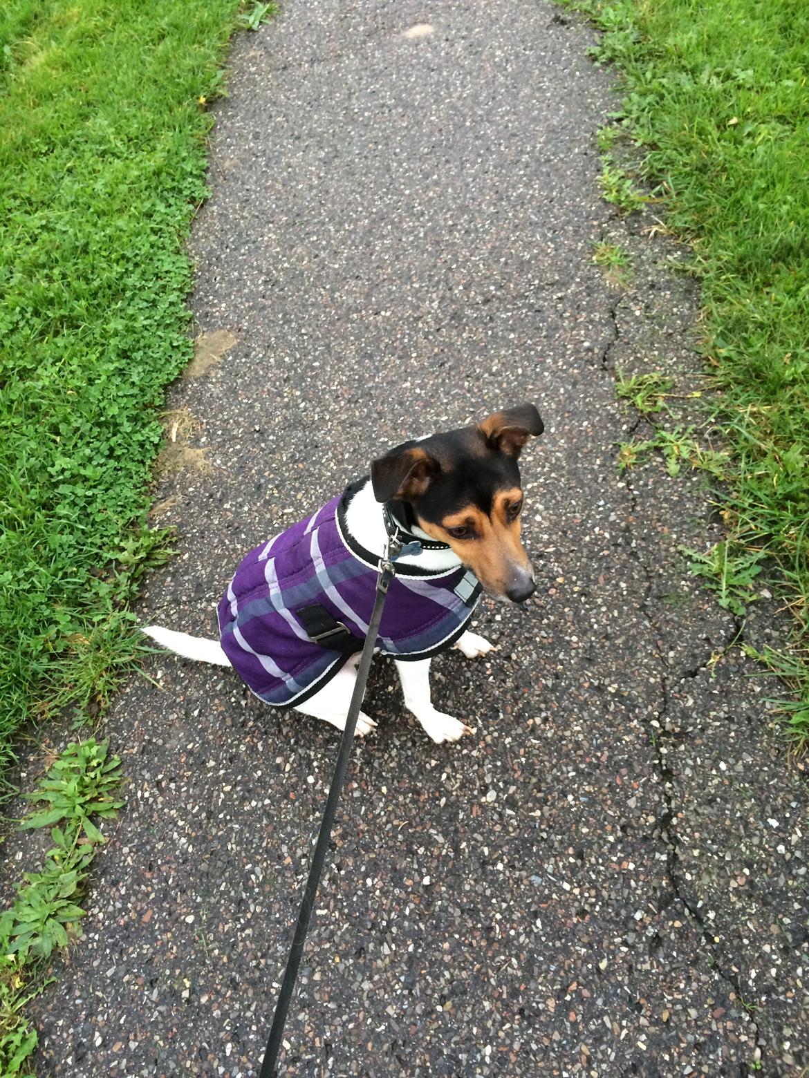 Dansk svensk gaardhund Brownie billede 11