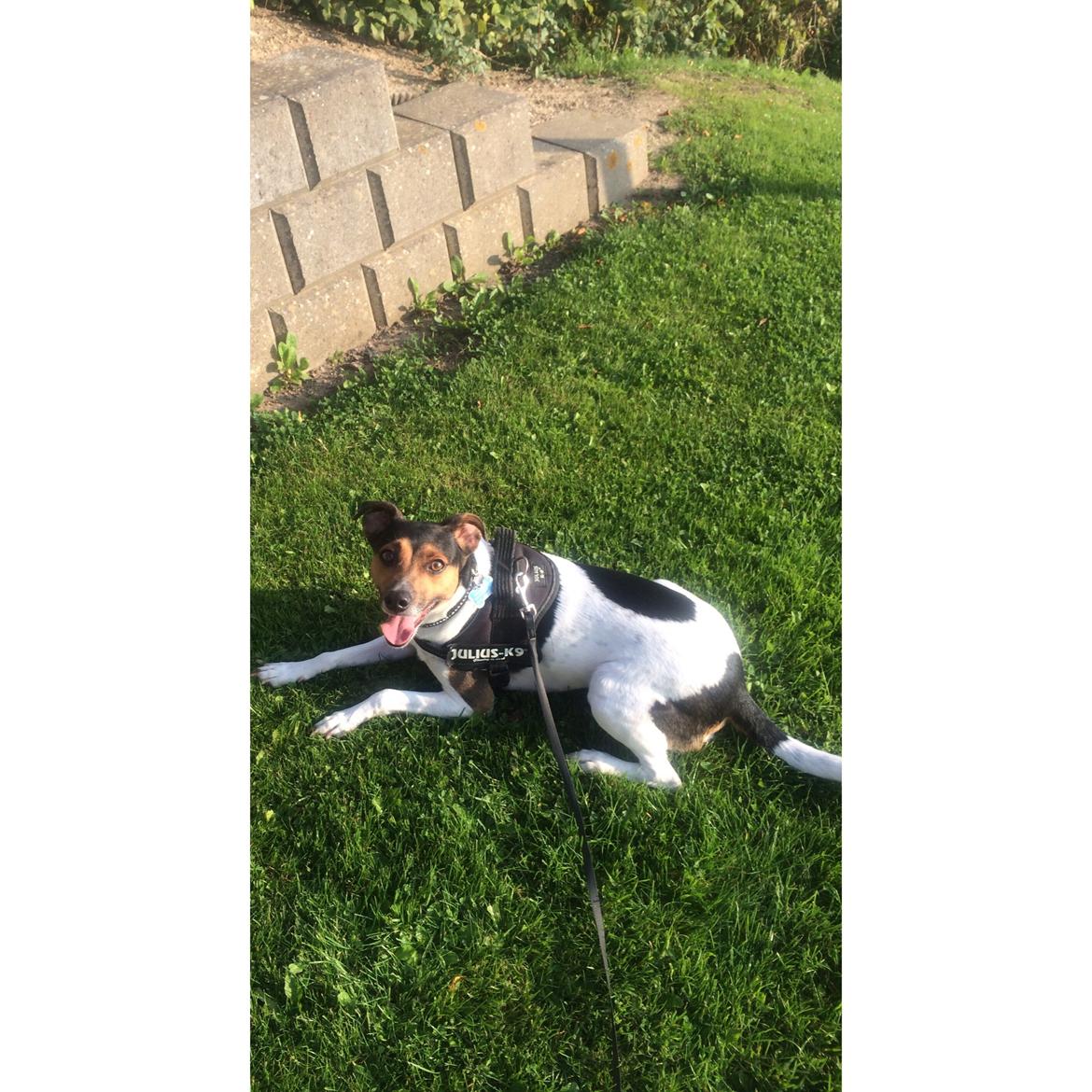 Dansk svensk gaardhund Brownie billede 12