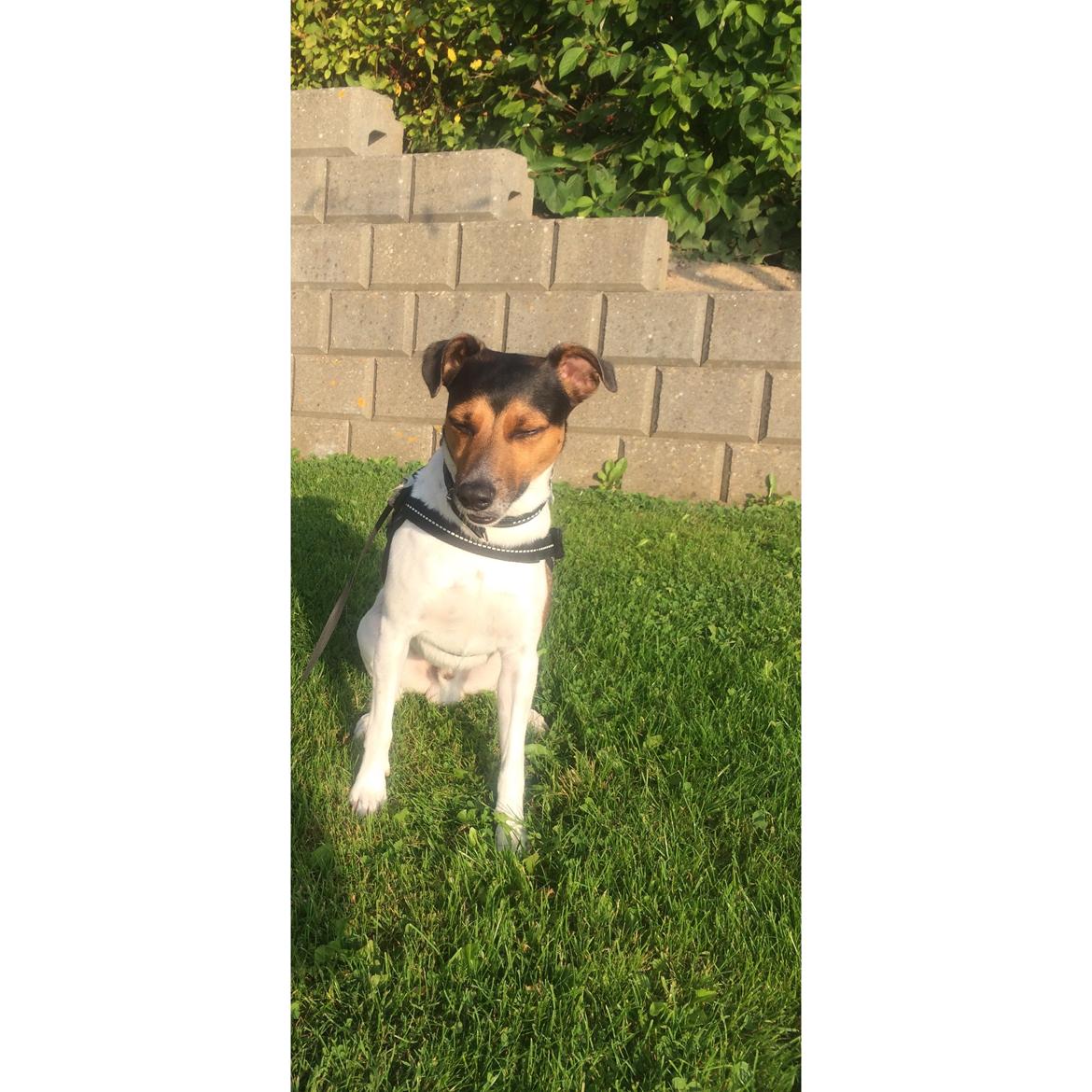 Dansk svensk gaardhund Brownie billede 15